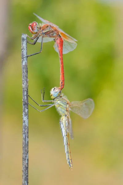 Dragonfly Сидить Паличці — стокове фото