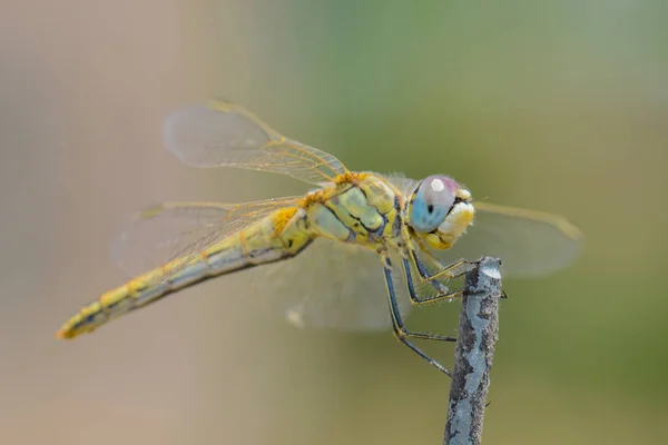 Dragonfly Сидить Паличці — стокове фото
