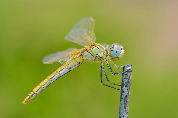 Dragonfly Κάθεται Ένα Ραβδί — Φωτογραφία Αρχείου