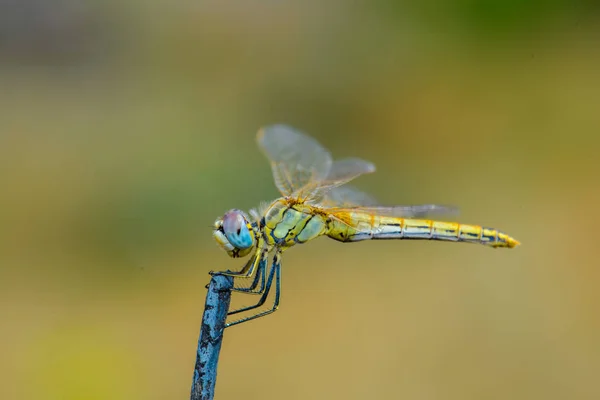 Dragonfly Κάθεται Ένα Ραβδί — Φωτογραφία Αρχείου