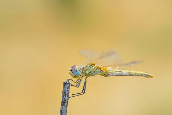 Dragonfly Сидить Паличці — стокове фото