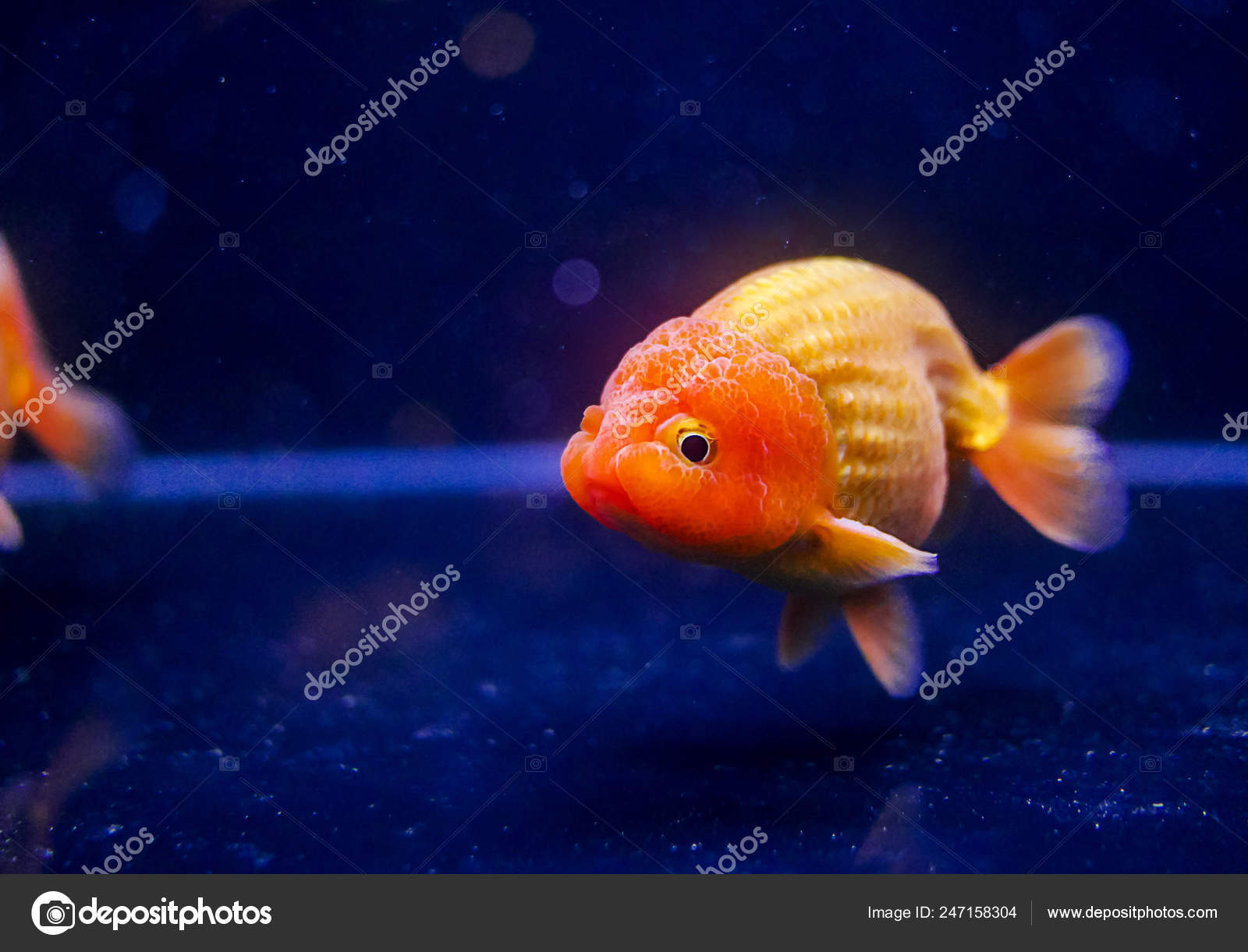 oranda goldfish aquarium