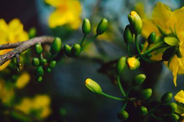 Çiçek açan sarı kayısı ağaçları (Ochna integerrima) | Mai çiçeği Vietnam Tet tatil