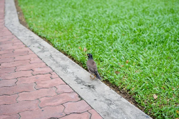 Passarinho Andando Por — Fotografia de Stock