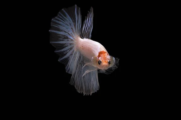 Siamská bojová ryba. Betta ryby v krásném pohybu se žlutou barvou na černém pozadí — Stock fotografie