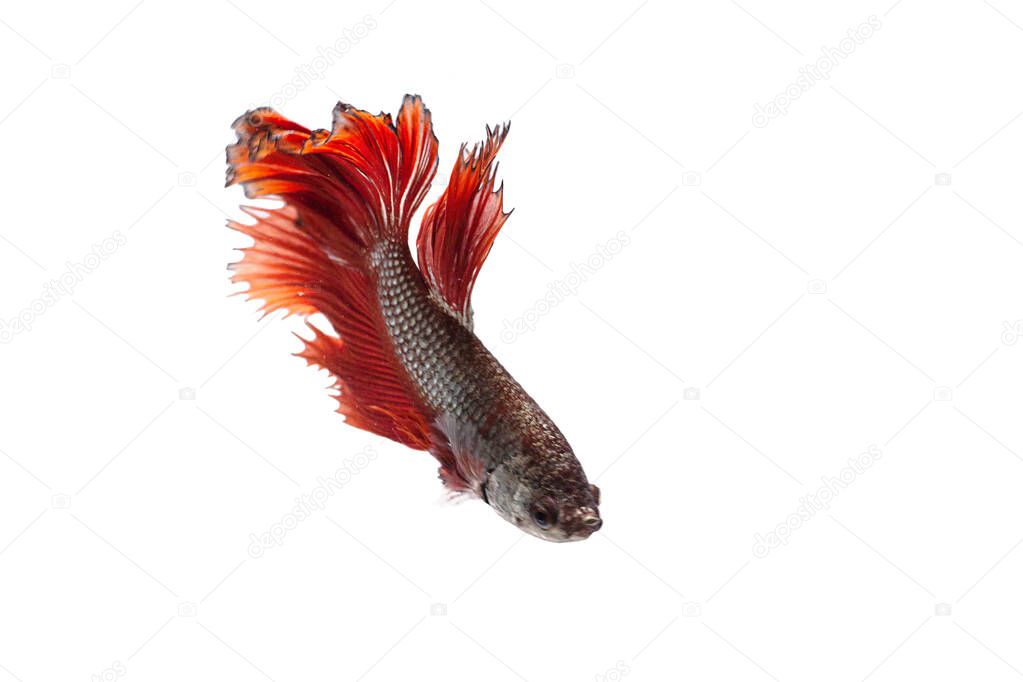 Siamese fighting Fish. Betta fish in beautiful movement with red color on white background