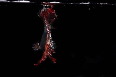 Siyam savaşçısı Balık. Siyah arka planda kırmızı renk ile güzel hareket eden beta balığı