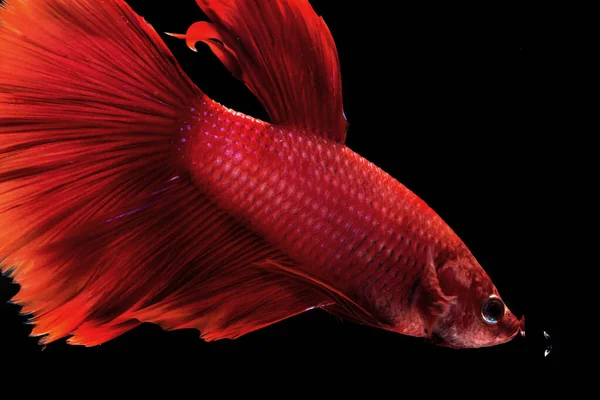 暹罗战斗鱼。 贝塔鱼，动作优美，背景为黑色，呈红色 — 图库照片