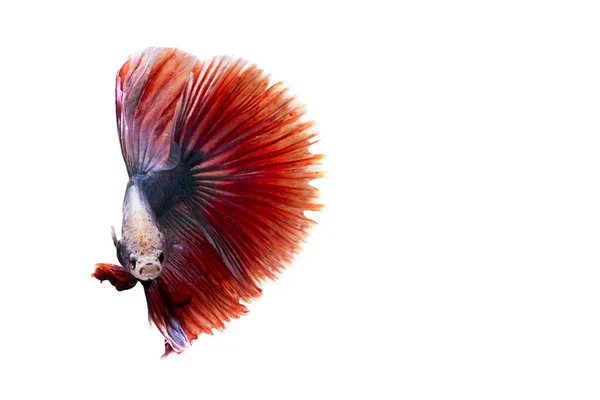 Сиамская битва с Рыбой. Рыба Бетта в красивом движении с красным цветом на белом фоне — стоковое фото