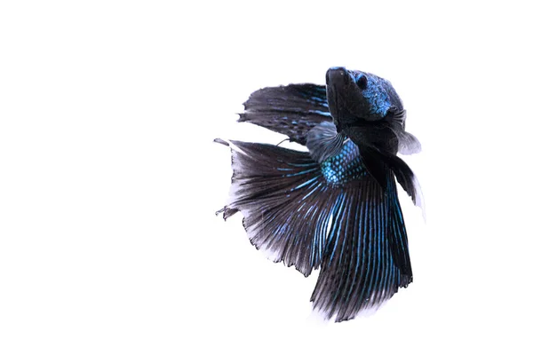 Siamois combattant des poissons. Betta poisson en beau mouvement avec la couleur bleu foncé et cyan sur fond blanc — Photo