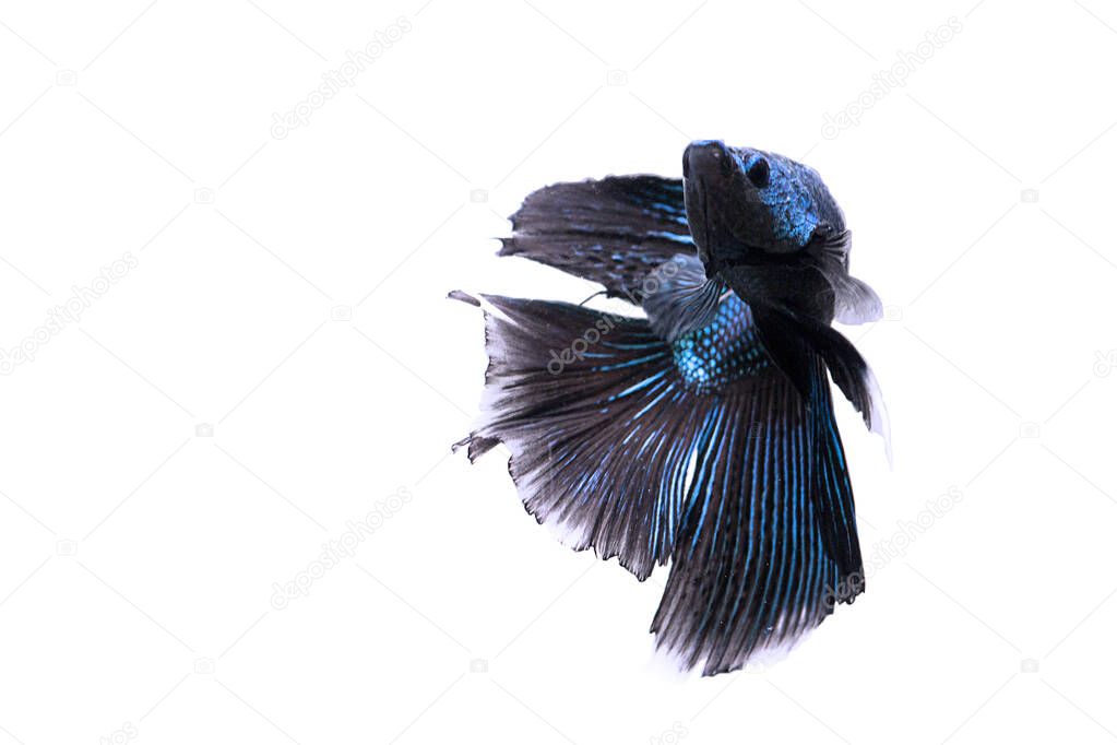 Siamese fighting Fish. Betta fish in beautiful movement with dark blue and cyan color on white background