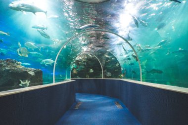 Yeraltında yüzen balıklarla dolu koridor ve deniz akvaryumu tankı.