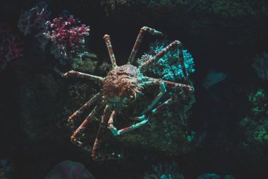 Dev örümcek yengeci doğal ortamlarında, karanlık taşlarda.