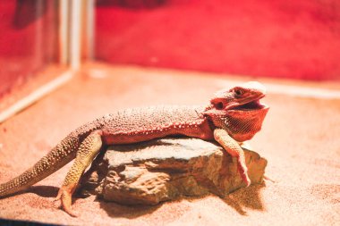 Sakallı ejderha hayvanat bahçesindeki doğal ortamlarında dinleniyor. Dünyanın soyu tükenmekte olan kertenkelesi.