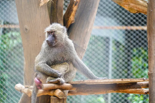 Macaco sentado na árvore no zoológico de Phu Quoc, Vietnã. Espécies ameaçadas de extinção no mundo — Fotografia de Stock