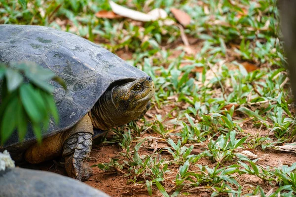 A wild old turtle close up in the zoo in Phu Quoc, Vietnam