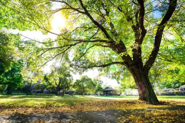 Güzel temiz hava ve egzersiz için parlak bir sabah. Yeşil temiz yaşam ortamı. Parktaki ağaçlar.