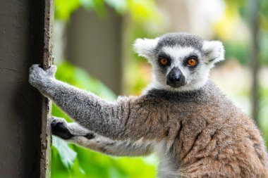 Halka kuyruklu lemur hayvanı. Lemur Catta doğa ortamında çitlere tırmanıyor..