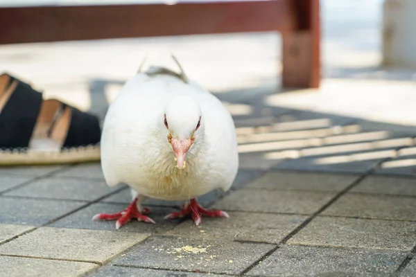 Pájaro Blanco Buscando Comida Calle Luz Del Día —  Fotos de Stock