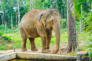 Phu Quoc, Vietnam 'da gün ışığında hayvanat bahçesinde tek başına duran bir fil..