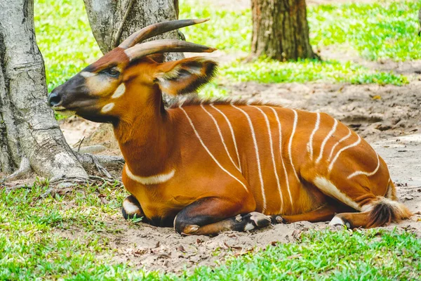 Vilda antilop bongos i djurparken i Phu Quoc, Vietnam i dagsljus — Stockfoto