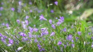 Yavaş çekimde esintide güzel mor çiçekler. Bahar geldi ve yeni bir gün başlıyor..