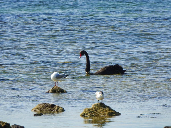Cisnes Negros Gaviotas Descansando Sobre Agua Bajo Luz Del Sol — Foto de Stock