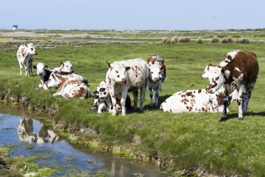 İnekler çayırda güzel güneşli bir su Nehri yakınında, tipik Fransız yatay. Normande yarış doğurmak. Normandy, Fransa