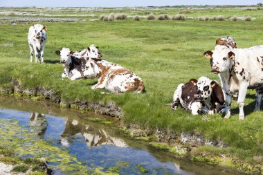 İnekler çayırda güzel güneşli bir su Nehri yakınında, tipik Fransız yatay. Normande yarış doğurmak. Normandy, Fransa