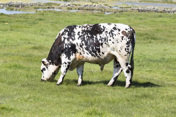 Cow Field Grass Cow Pasture Outdoors Agriculrure Normande Race Breed — Stock Photo, Image