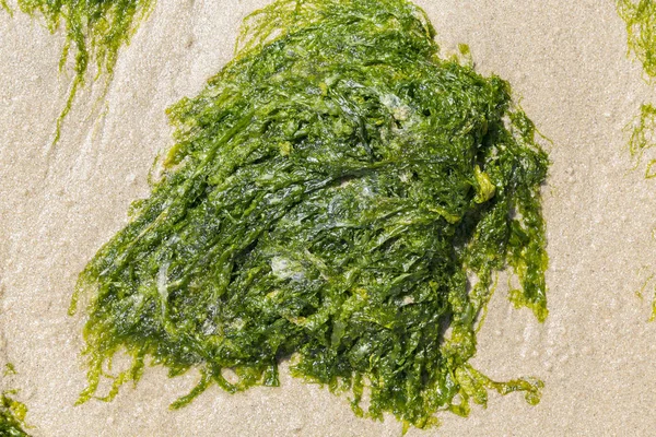 Sahilin kumlarında yeşil algler. Yiyecek yosunlar. Fransa