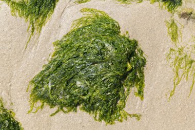 Sahilin kumlarında yeşil algler. Yiyecek yosunlar. Fransa