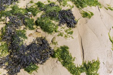 Kumda siyah ve yeşil algler. Yemek için yosun. Fransa