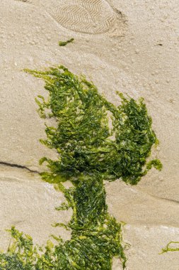 Sahilin kumlarında yeşil algler. Yiyecek yosunlar. Fransa