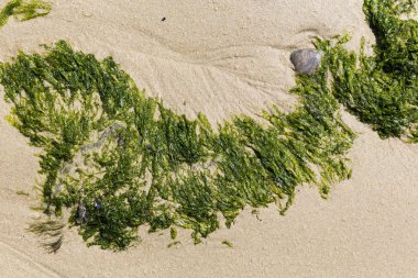 Sahilin kumlarında yeşil algler. Yiyecek yosunlar. Fransa