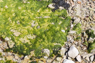 Temiz su arka planının altındaki yeşil algler. Fransa