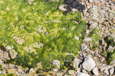 Temiz su arka planının altındaki yeşil algler. Fransa