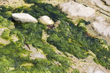 Sahilin kumlarında yeşil algler. Yiyecek yosunlar. Fransa