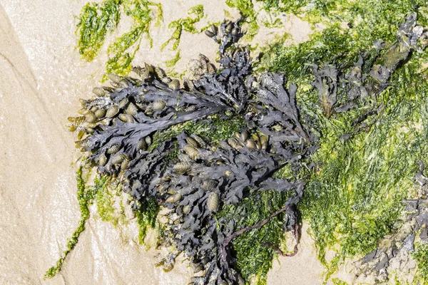 Kumda siyah ve yeşil algler. Yemek için yosun. Fransa