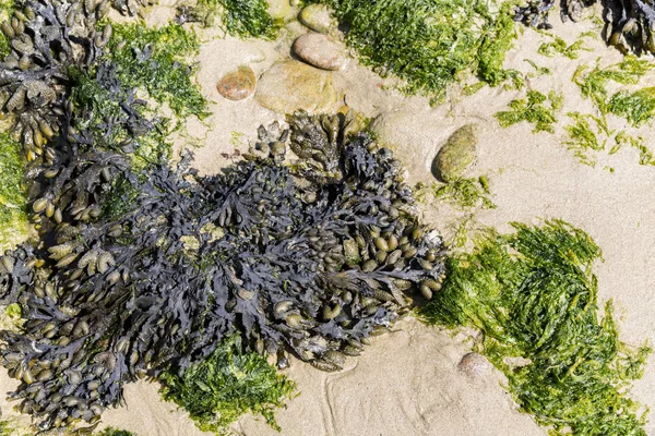 Kumda siyah ve yeşil algler. Yemek için yosun. Fransa