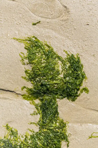 Sahilin kumlarında yeşil algler. Yiyecek yosunlar. Fransa