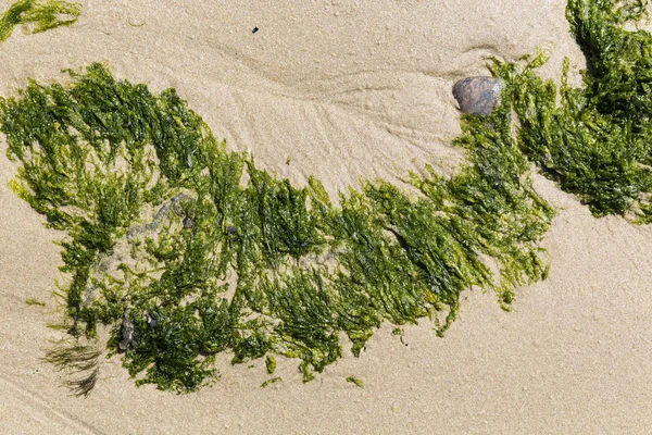 Sahilin kumlarında yeşil algler. Yiyecek yosunlar. Fransa