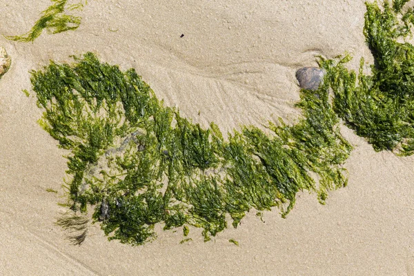 Sahilin kumlarında yeşil algler. Yiyecek yosunlar. Fransa
