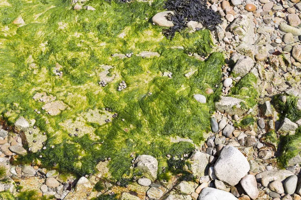 Temiz su arka planının altındaki yeşil algler. Fransa