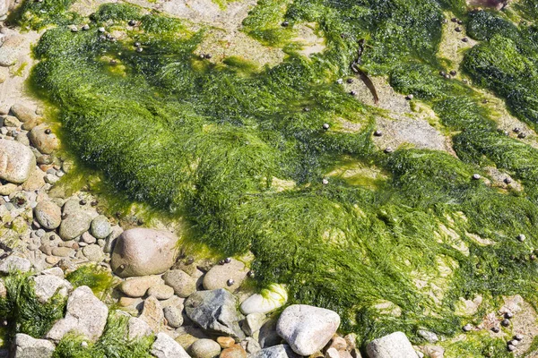 Sahilin kumlarında yeşil algler. Yiyecek yosunlar. Fransa