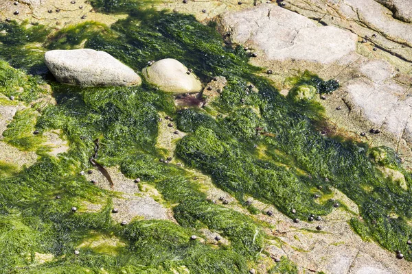 Sahilin kumlarında yeşil algler. Yiyecek yosunlar. Fransa