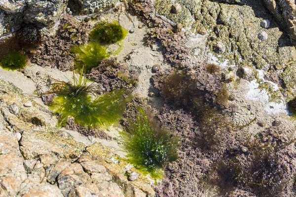 Suyun altında siyah ve yeşil algler. Yemek için yosun. Fransa