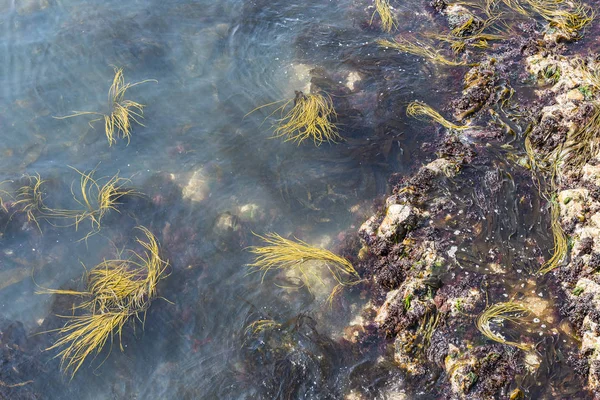 Algues Noires Vertes Sous Eau Des Algues Manger France — Photo