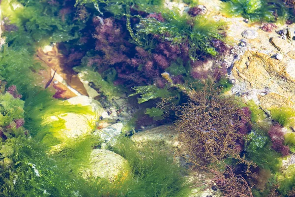 Suyun altında siyah ve yeşil algler. Yemek için yosun. Fransa