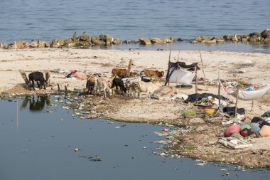 Belgesel yayın. Yaklaşık, Rameswaram, Rameshwaram, Pamban Adası, Tamil Nadu, Hindistan - 2018 Mart. Kimliği belirsiz zavallı yerel geleneksel balıkçı çöp ve inek ve keçi, bezler ile yapılmış çadır altında ortasında sahilde yaşayan.